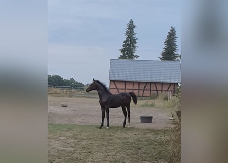 German Sport Horse, Stallion, Foal (03/2024), Brown