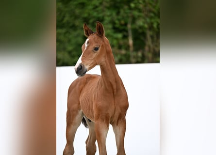 German Sport Horse, Stallion, Foal (07/2025), Brown