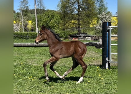 German Sport Horse, Stallion, , Brown