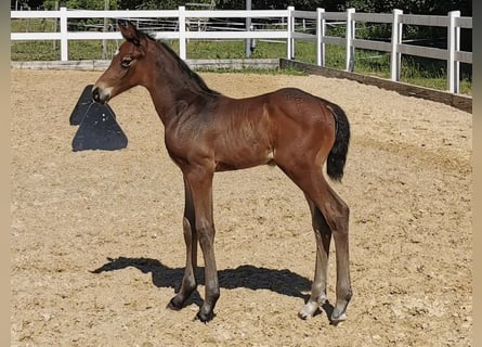German Sport Horse, Stallion, , Brown
