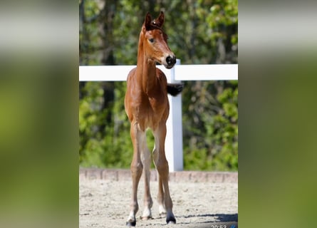 German Sport Horse, Stallion, Foal (03/2024), Brown