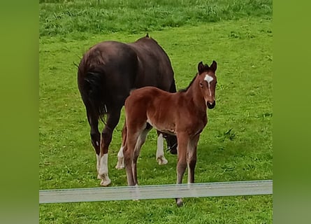 German Sport Horse, Stallion, Foal (03/2026), Brown