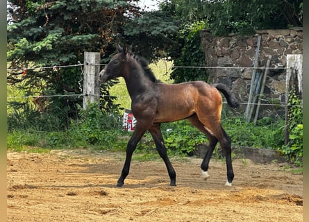 German Sport Horse, Stallion, Foal (05/2025), Can be white
