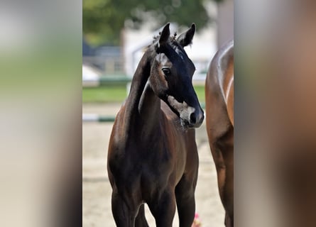 German Sport Horse, Stallion, Foal (01/2025), Can be white