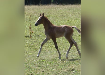 German Sport Horse, Stallion, Foal (07/2026), Can be white