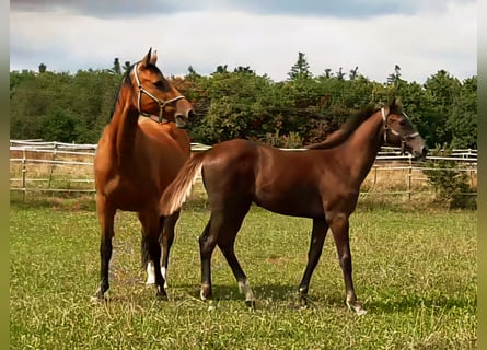 German Sport Horse, Stallion, Foal (03/2025), Can be white