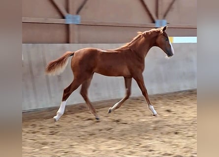 German Sport Horse, Stallion, Foal (05/2023), Chestnut
