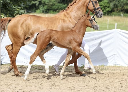 German Sport Horse, Stallion, Foal (05/2024), Chestnut