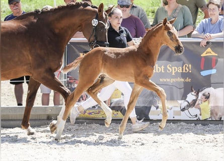 German Sport Horse, Stallion, Foal (05/2025), Chestnut