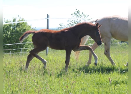German Sport Horse, Stallion, , Chestnut-Red