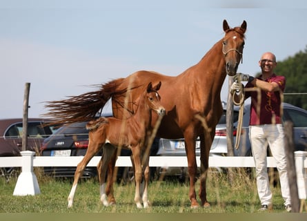 German Sport Horse, Stallion, , Chestnut-Red