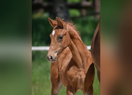 German Sport Horse, Stallion, , Chestnut-Red