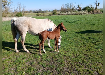 German Sport Horse, Stallion, , Chestnut-Red