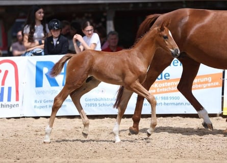 German Sport Horse, Stallion, Foal (06/2025), Chestnut-Red