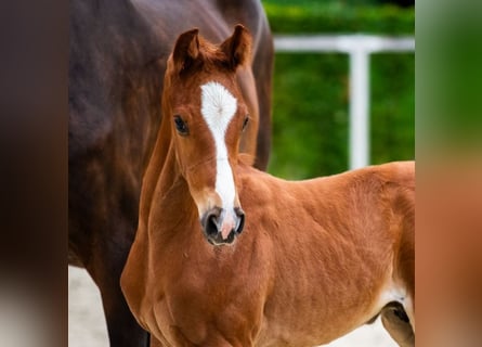 German Sport Horse, Stallion, Foal (06/2025), Chestnut-Red