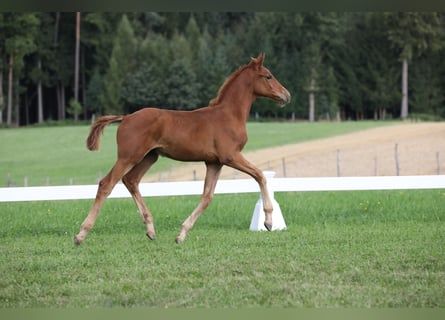 German Sport Horse, Stallion, Foal (04/2024), Chestnut-Red