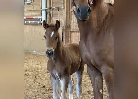 German Sport Horse, Stallion, , Chestnut-Red