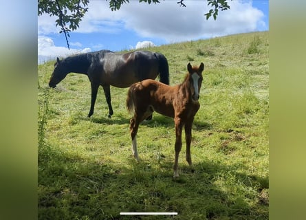 German Sport Horse, Stallion, Foal (04/2024), Chestnut-Red