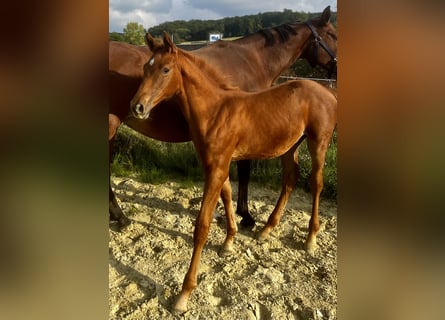 German Sport Horse, Stallion, Foal (06/2025), Chestnut-Red