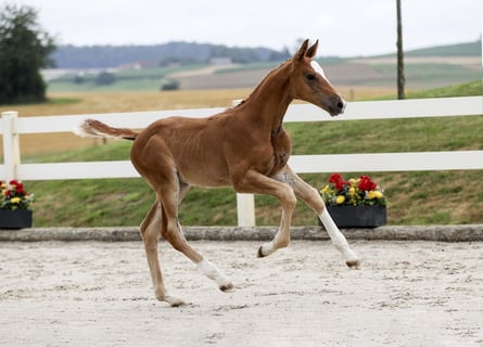 German Sport Horse, Stallion, Foal (05/2025), Chestnut-Red