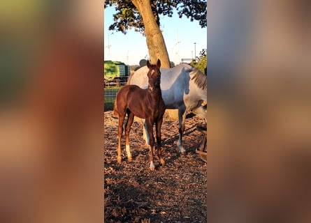 German Sport Horse, Stallion, Foal (05/2025), Chestnut-Red