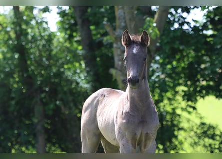German Sport Horse, Stallion, Foal (01/2026)