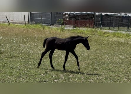 German Sport Horse, Stallion, Foal (05/2025), Grey
