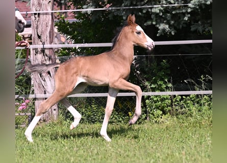 German Sport Horse, Stallion, Foal (05/2024), Smoky-Black