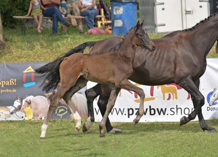 German Sport Horse, Stallion, Foal (05/2025), Smoky-Black