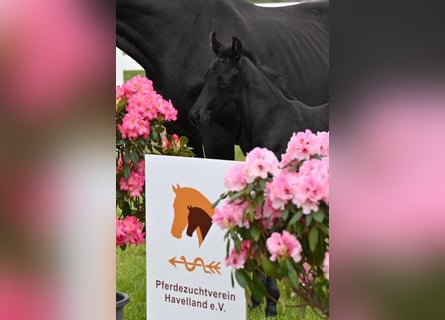 German Sport Horse, Stallion, Foal (05/2026), Smoky-Black