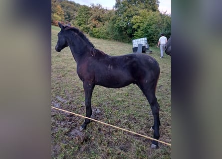 German Sport Horse, Stallion, Foal (03/2024), Smoky-Black