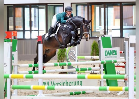 German Sport Horse, Stallion, 6 years, 16 hh, Smoky-Black