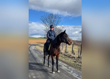 German Trotter, Gelding, 10 years, 15.2 hh, Brown