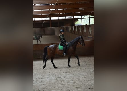 German Trotter, Gelding, 18 years, 15,1 hh, Brown