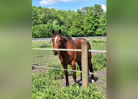 German Trotter, Gelding, 7 years, 15.1 hh, Brown