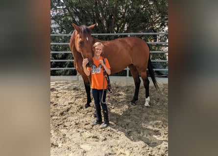 German Trotter, Mare, 19 years, 15.1 hh, Brown