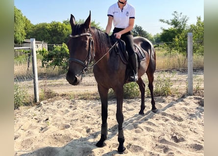German Trotter, Mare, 3 years, 15,2 hh, Bay-Dark
