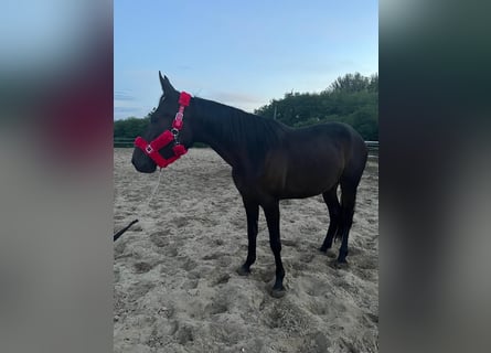 German Trotter, Mare, 3 years, 15,2 hh, Bay-Dark