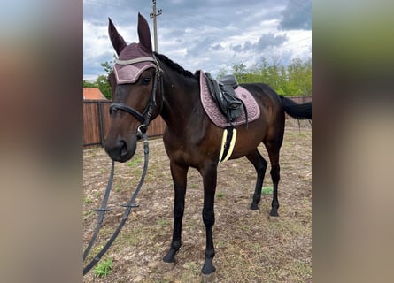 German Trotter, Mare, 3 years, 15,2 hh, Bay-Dark