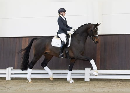 Koń hanowerski, Ogier, 5 lat, 172 cm, Ciemnogniada