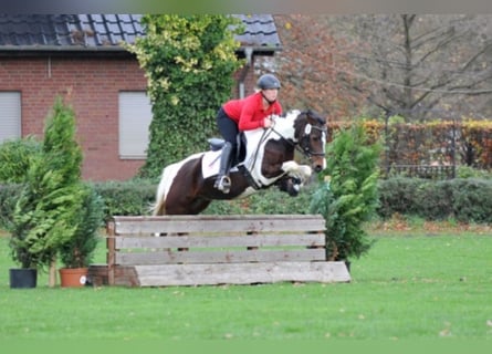 Lewitzer, Stallone, 15 Anni, 144 cm, Pezzato