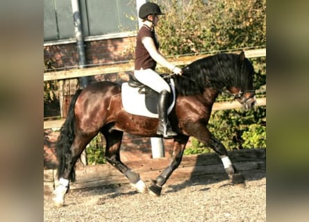 Welsh C (of Cob Type), Stallion, 22 years, 13 hh, Brown