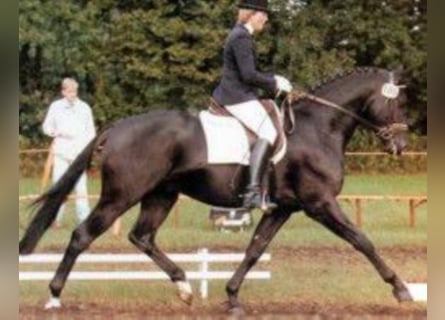 Oldenburg, Stallion, 39 years, 16 hh, Black