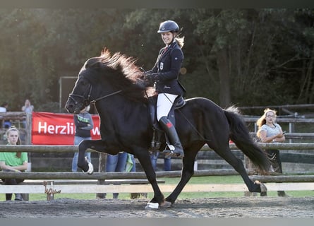 Islandpferd, Hengst, 22 Jahre, 141 cm, Rappe