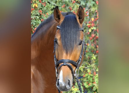Hanoverian, Stallion, 11 years, 16.2 hh, Brown