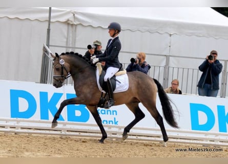 Pony tedesco, Stallone, 12 Anni, 147 cm, Falbo