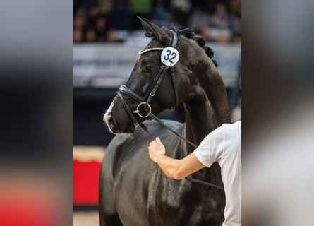 Trakehner, Hengst, 3 Jahre, 166 cm, Rappe