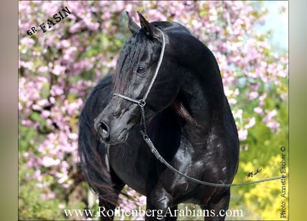 Árabe egipcio, Semental, 5 años, 153 cm, Negro