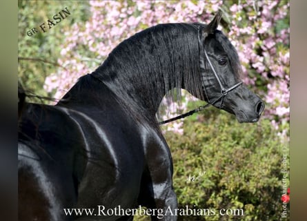 Arabe égyptien, Étalon, 6 Ans, 153 cm, Noir