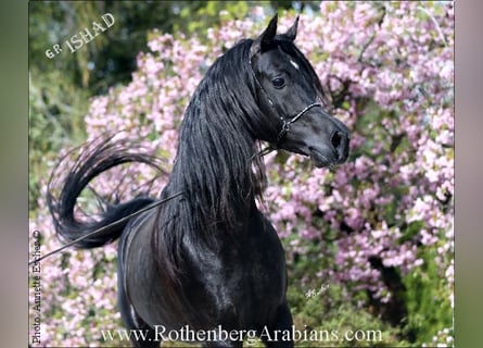 Ägyptischer Araber, Hengst, 9 Jahre, 156 cm, Rappe